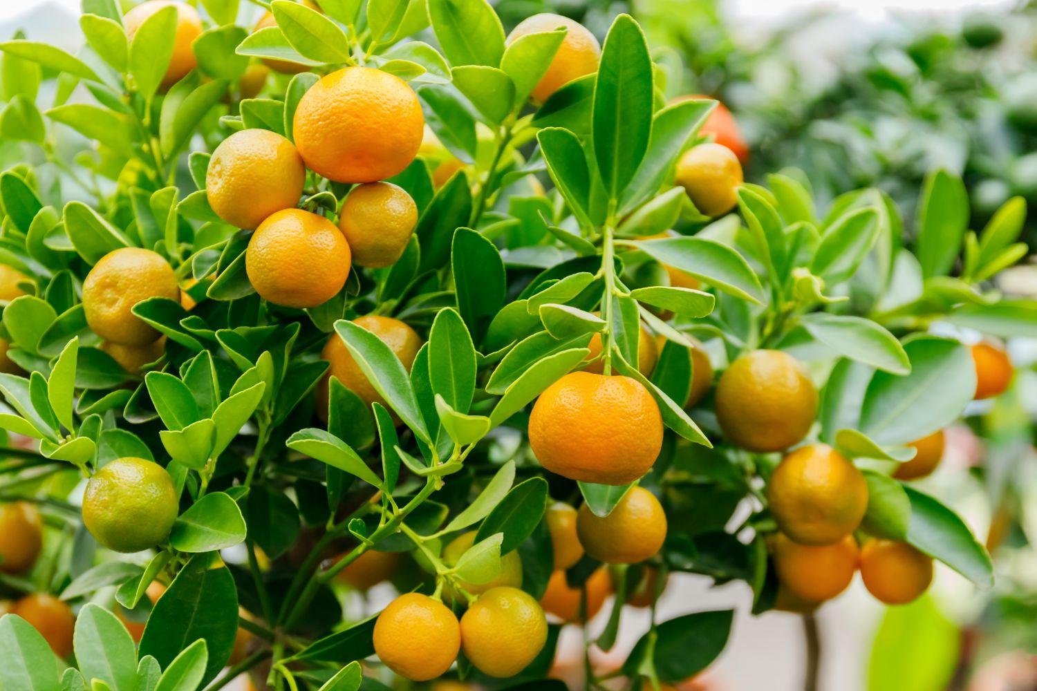 what do lime trees look like