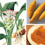 Turmeric