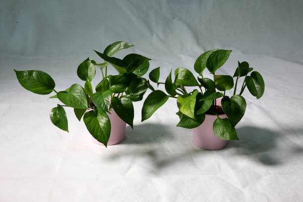 vastu plants for home money plant