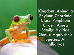 Image result for red eyed tree frog class and why