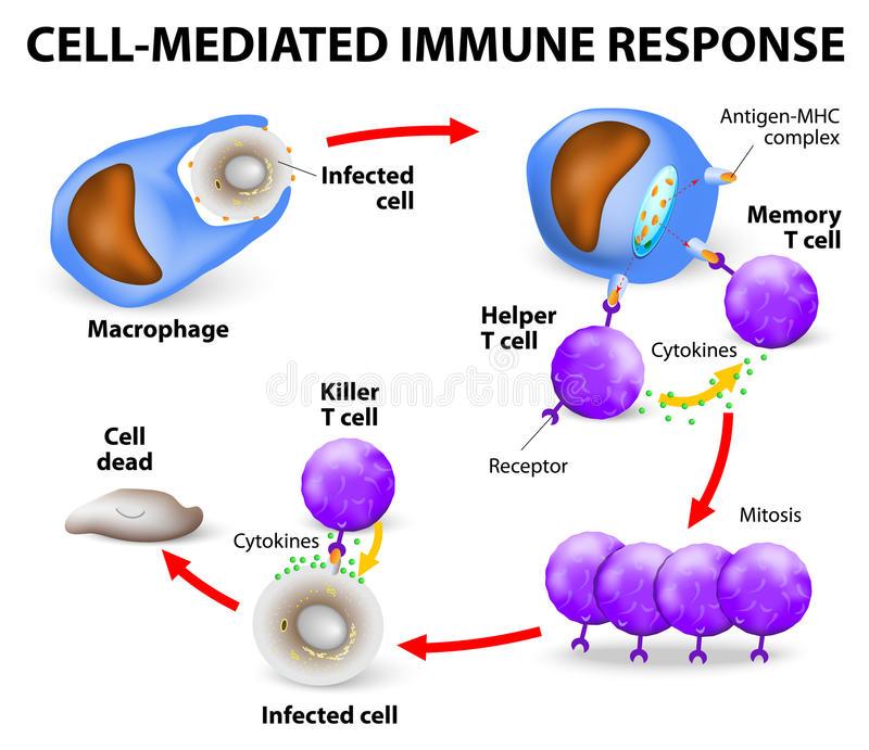 C:\Users\MY LAPTOP\Pictures\cell-mediated-immune-response-immunity-t-lymphocytes-do-not-secrete-antibodies-incorporates-activated-macrophages-natural-39284952.jpg