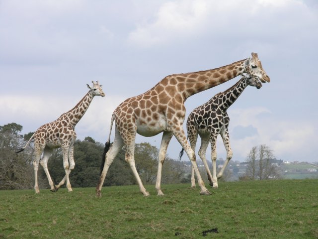 ... at Fota Wildlife Park