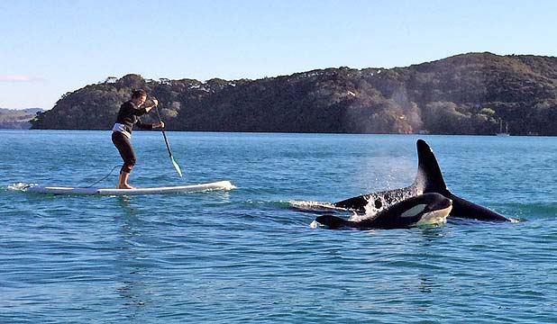 Image result for orcas at kawau island