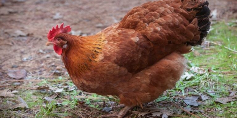 Rhode Island Red egg laying chicken