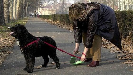 Immagine che contiene aria aperta, Razza di cani, Passeggiata con cani, albero

Descrizione generata automaticamente