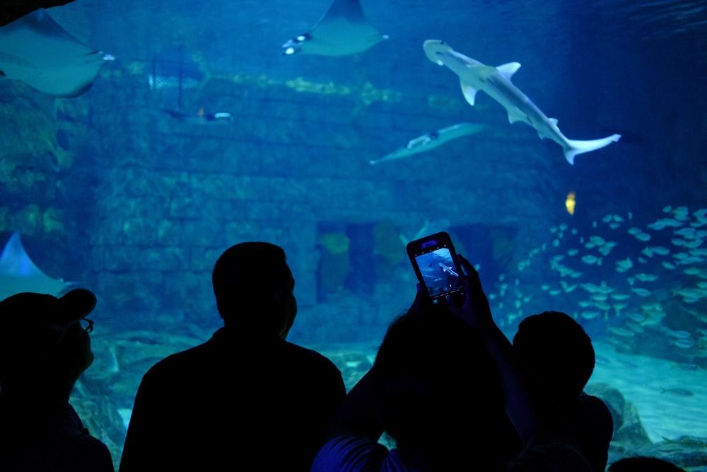 people watching sharks
