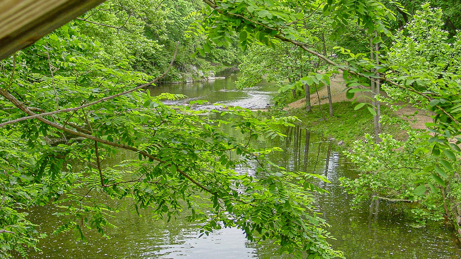 Green tree limbs hang over still water from a wooden bridge.