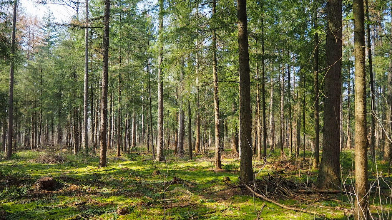 tree servicing business