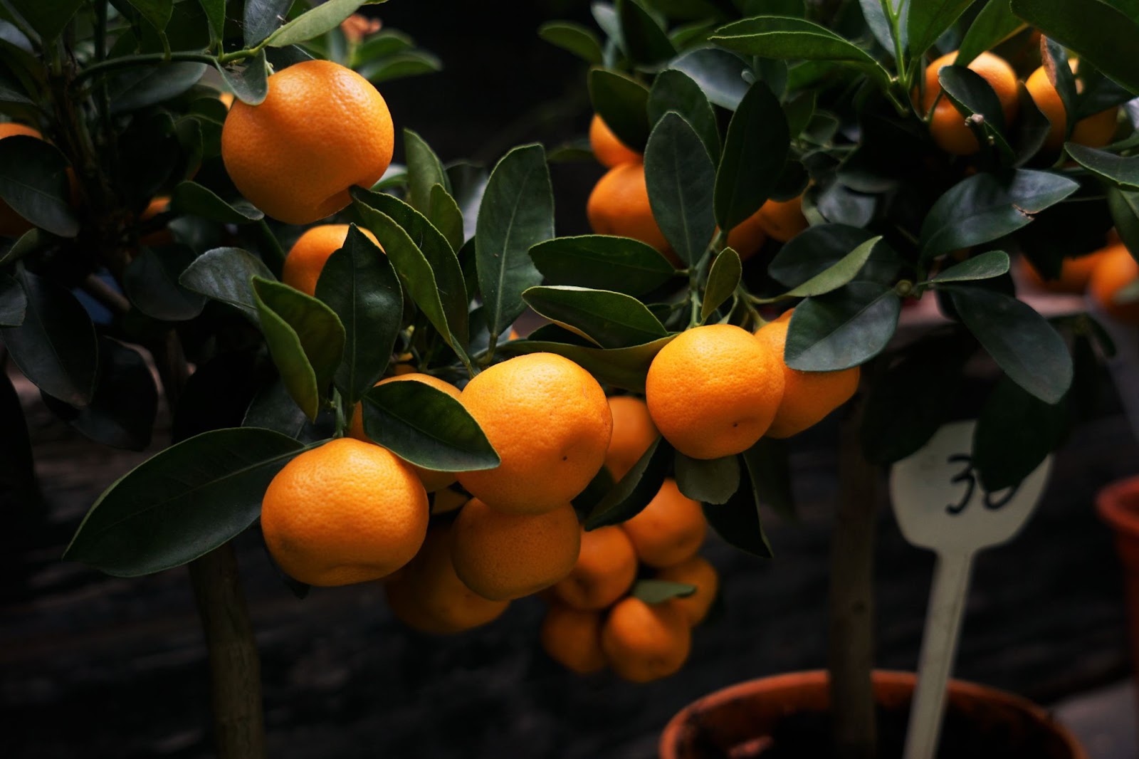 specific pruning techniques for tangerine fruit tree