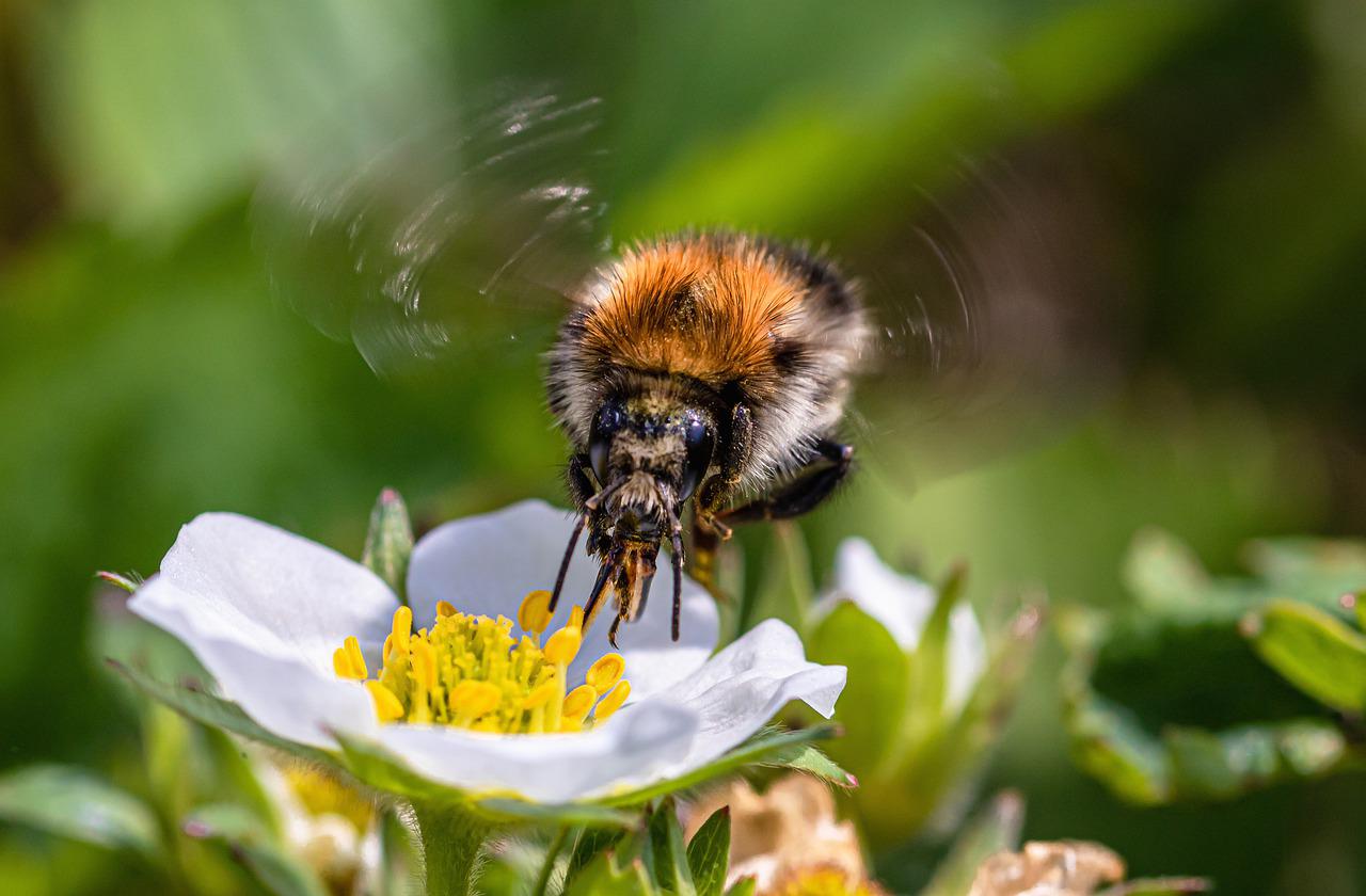 A bee pollinating a strawberry flower