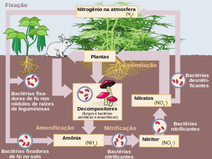 Ciclo biogeoquímico do nitrogênio