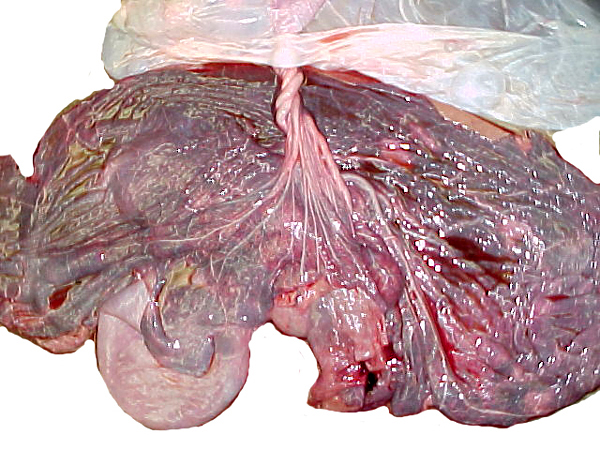 Close-up of the allantoic surface with cord vessel ramifications