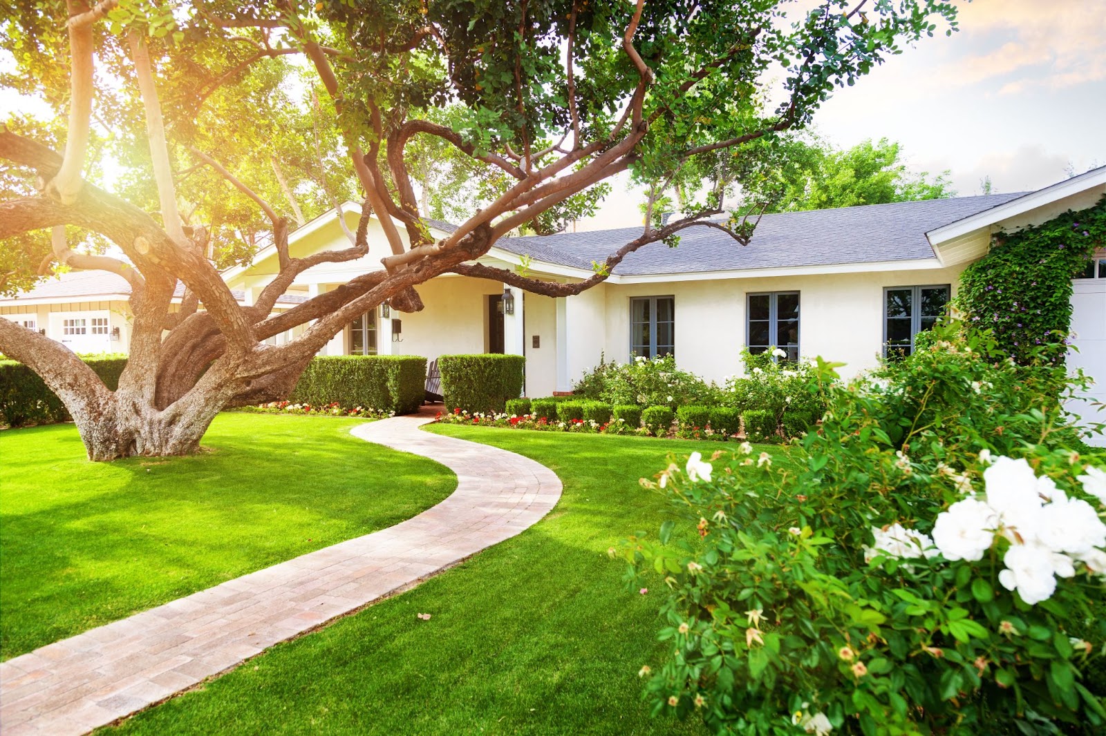 healthy trees can transform the outside of a home for buyers 