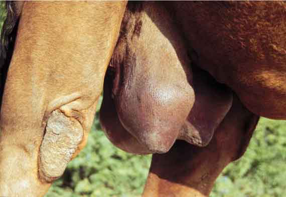Conformation problems: Large bulbous nipples, due to enlarged teat canal or cistern. These abnormal conformations may be the results of chronic mastitis or of blocked teat canals. -  - 