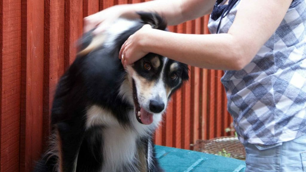 Photo of a Border Collie being groomed at home.