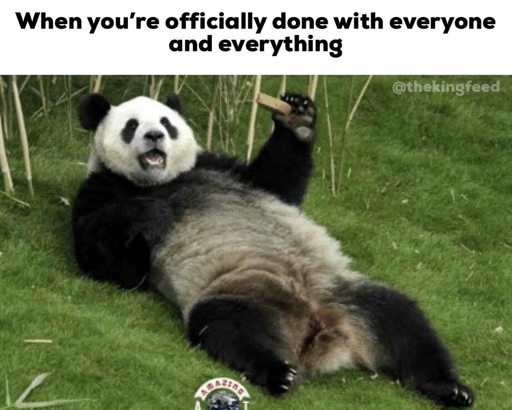 7 Hilarious Panda Memes That'll Make