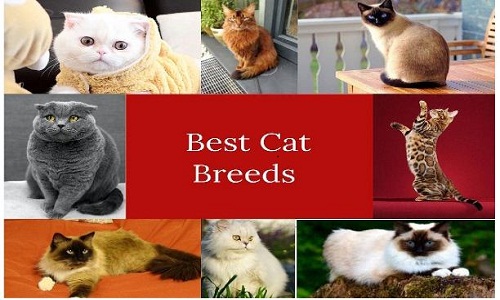 best cat breeds