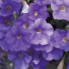 Macintosh HD:Users:sarinavetterli:Desktop:Plant and Granola Sale:Plant Images:Supertunia blue.jpg