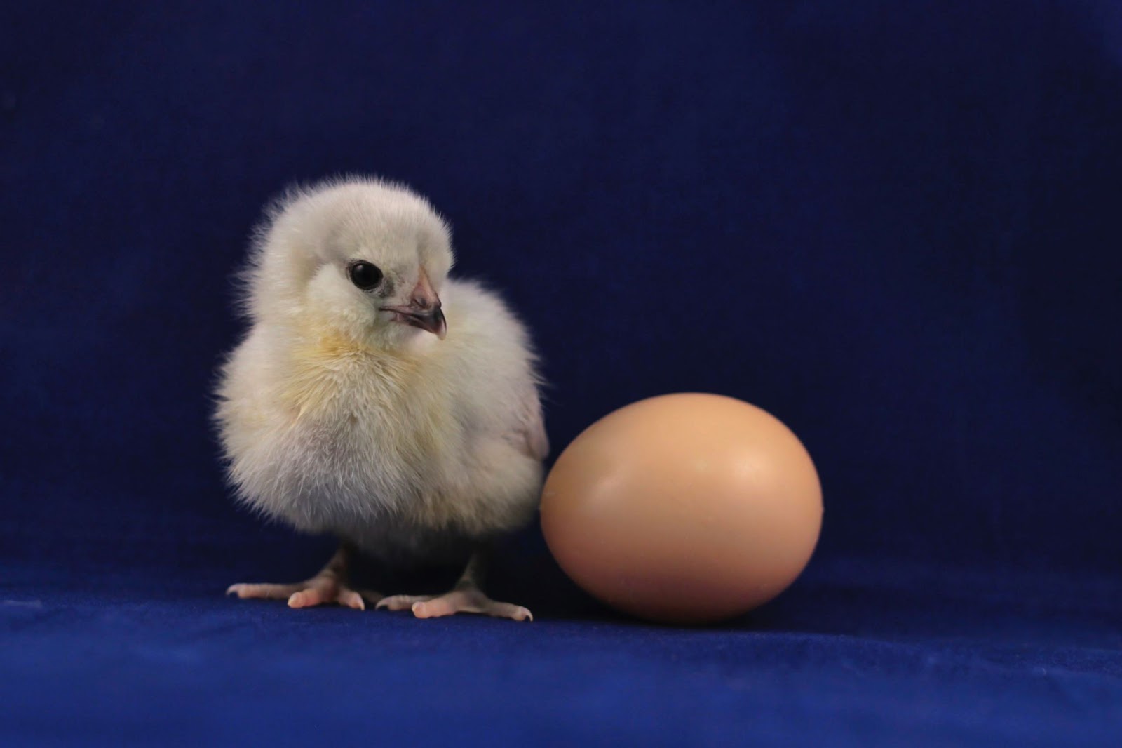 平飼い卵とは？、無精卵・有精卵の違いは？