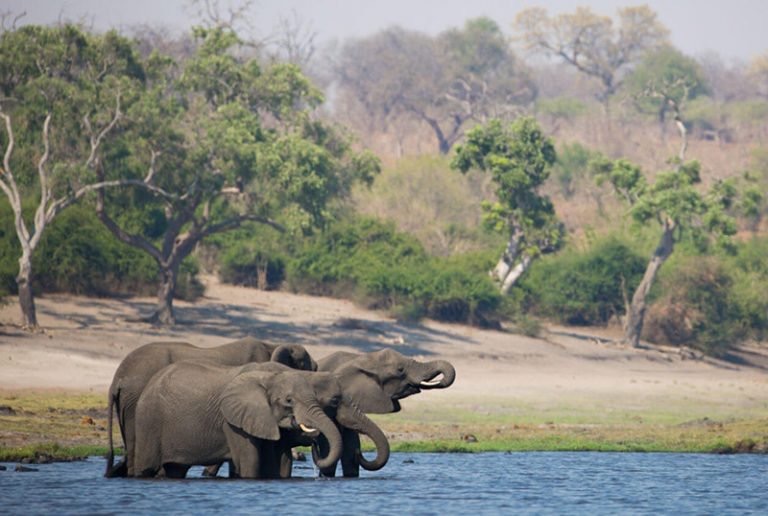 Three elephants stand in a body of water with a lush forest behind them.