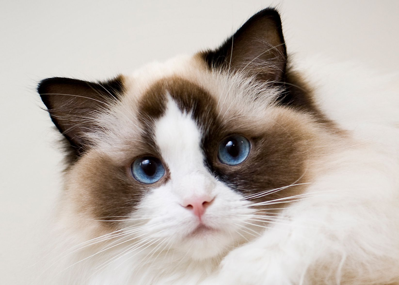 Calm and Affectionate Personalities Of Cats