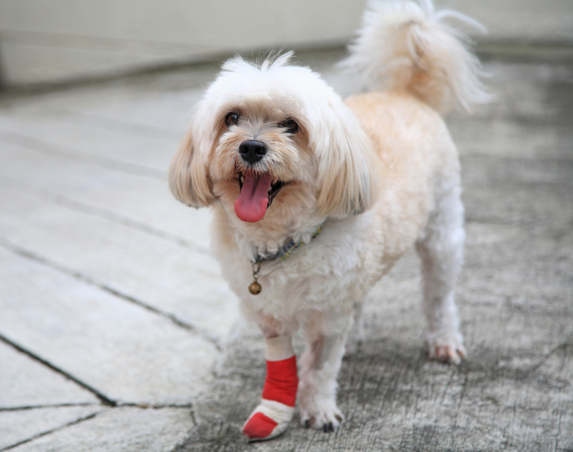 small dog with ligament injury