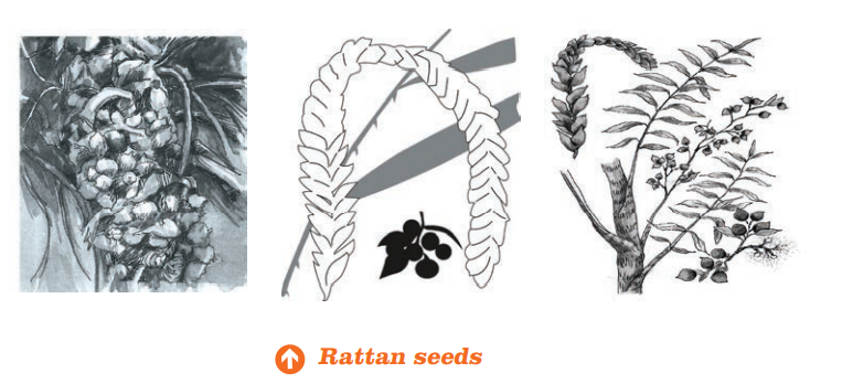 Rattan seeds