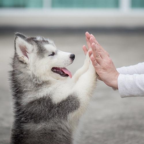 Are Siberian Huskies Good Family Dogs? -training
