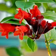 Chuyên bán các loại hoa hồng leo, hồng đứng đủ màu, cây hương thảo, hoa lạ đẹp - 44