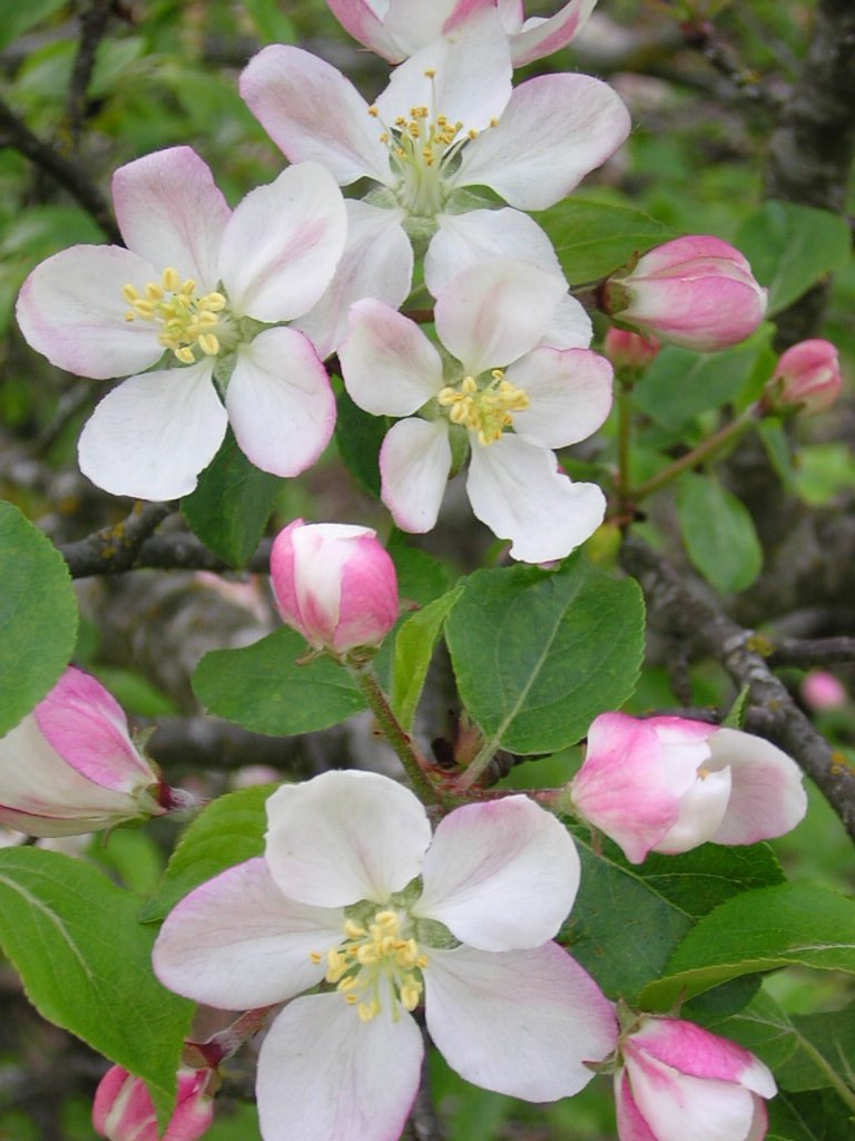 Primavera06 108