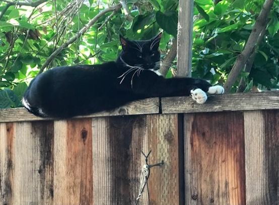 A cat lying on a fence

Description automatically generated with medium confidence