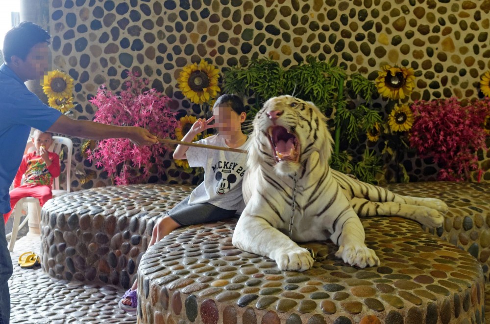 Tourists pose for photos with captive tigers at Million Year Stone Park, Thailand