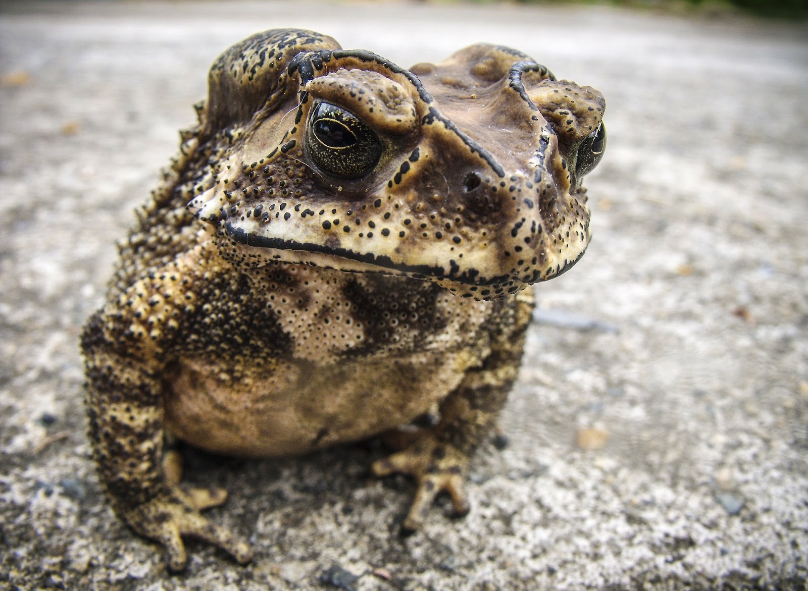 Wise looking frog