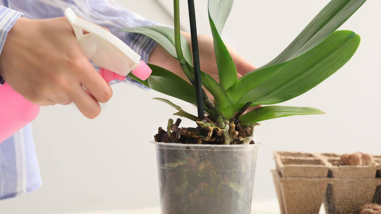 Let Nature Take Care Of Watering Your Orchids
