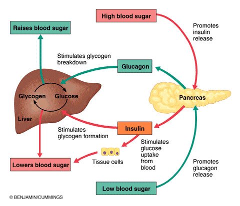 Human Biology Online Lab / Homeostasis of "Blood Glucose ...
