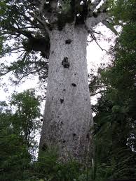 Image result for Tane Mahuta