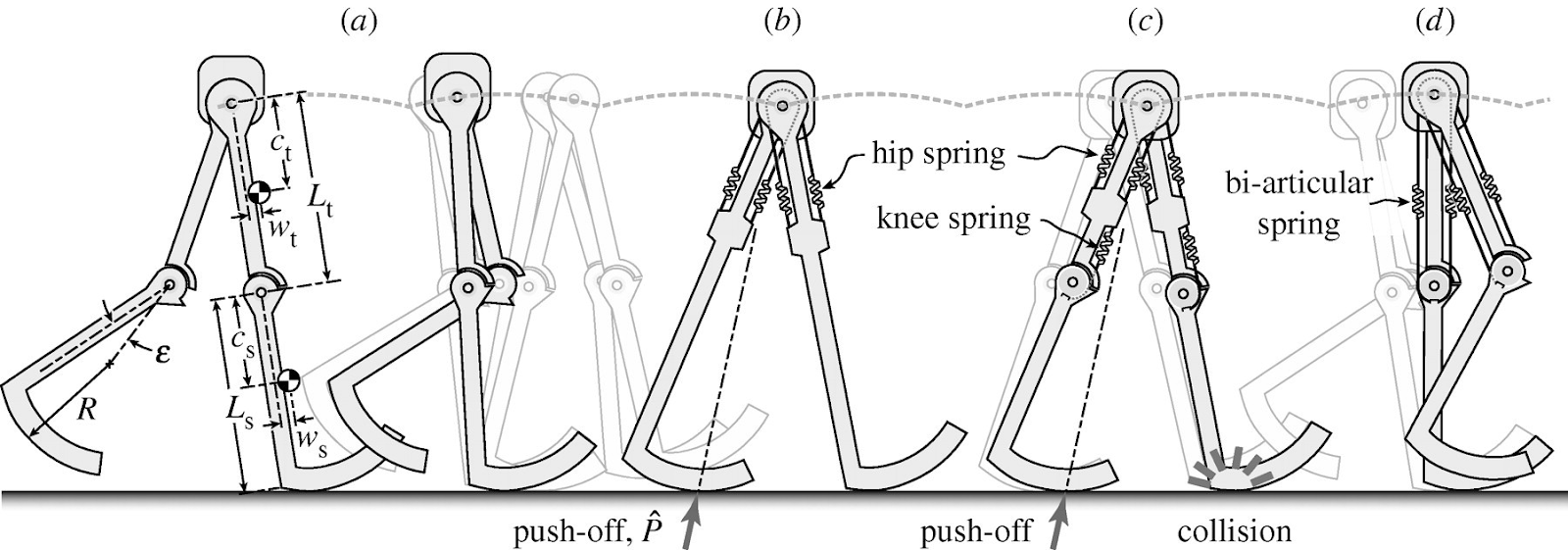 computational models of human walking