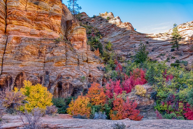 one of the best fall foliage campsites in Zion National Park, Utah