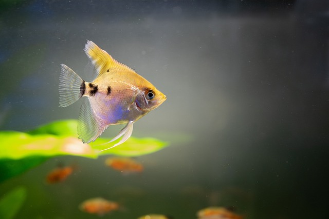 5 Essential Tips for Your 5 Gallon Fish Tank