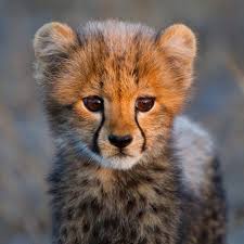 Image result for cheetahs