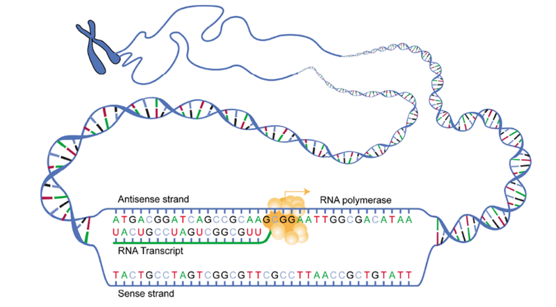 Fichier: ADN transcription.png