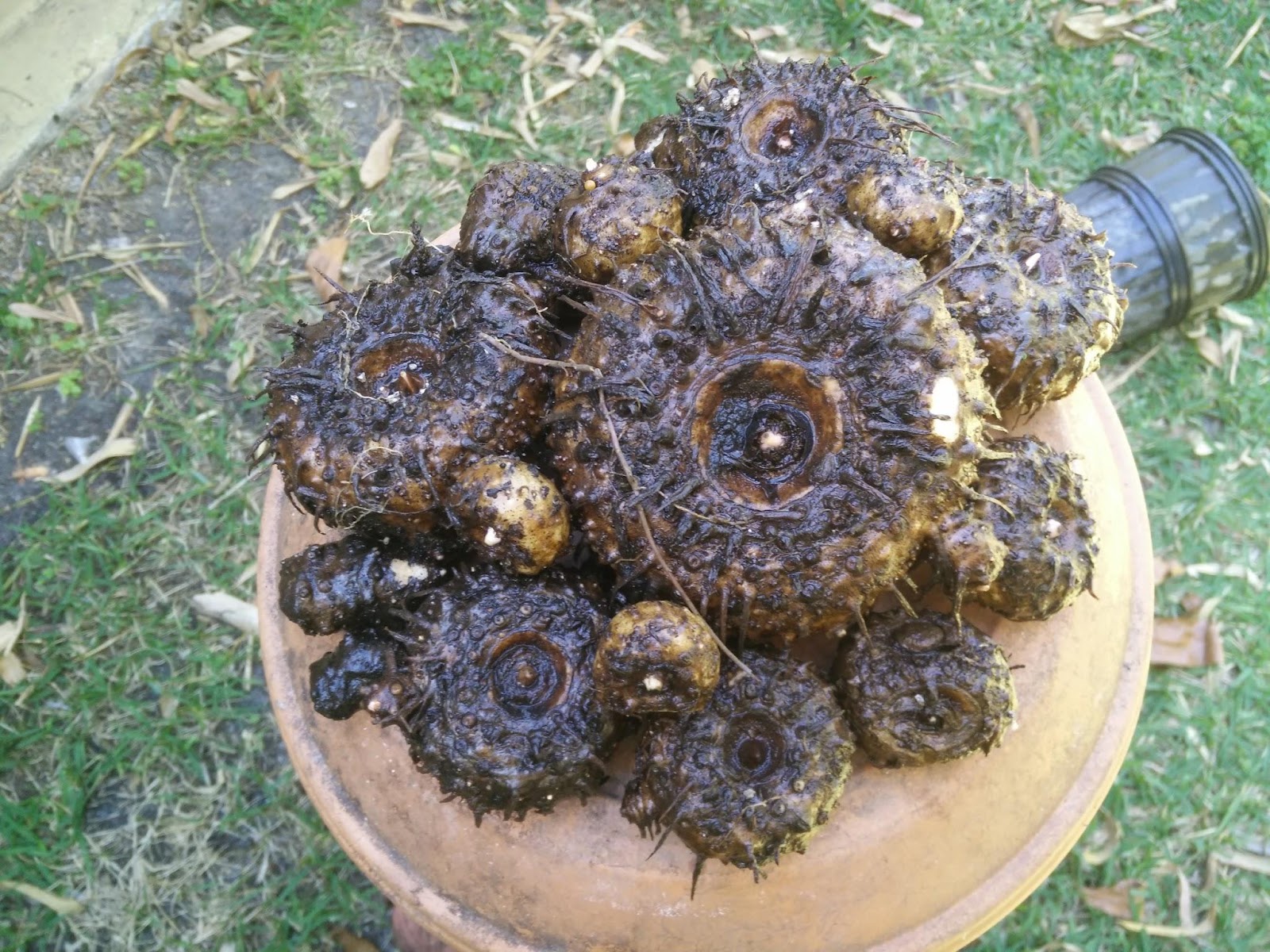 Elephant Foot Yams, a food crop in tropical Asia