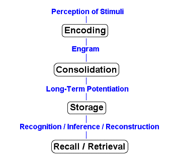 Image result for storage and retrieval brain