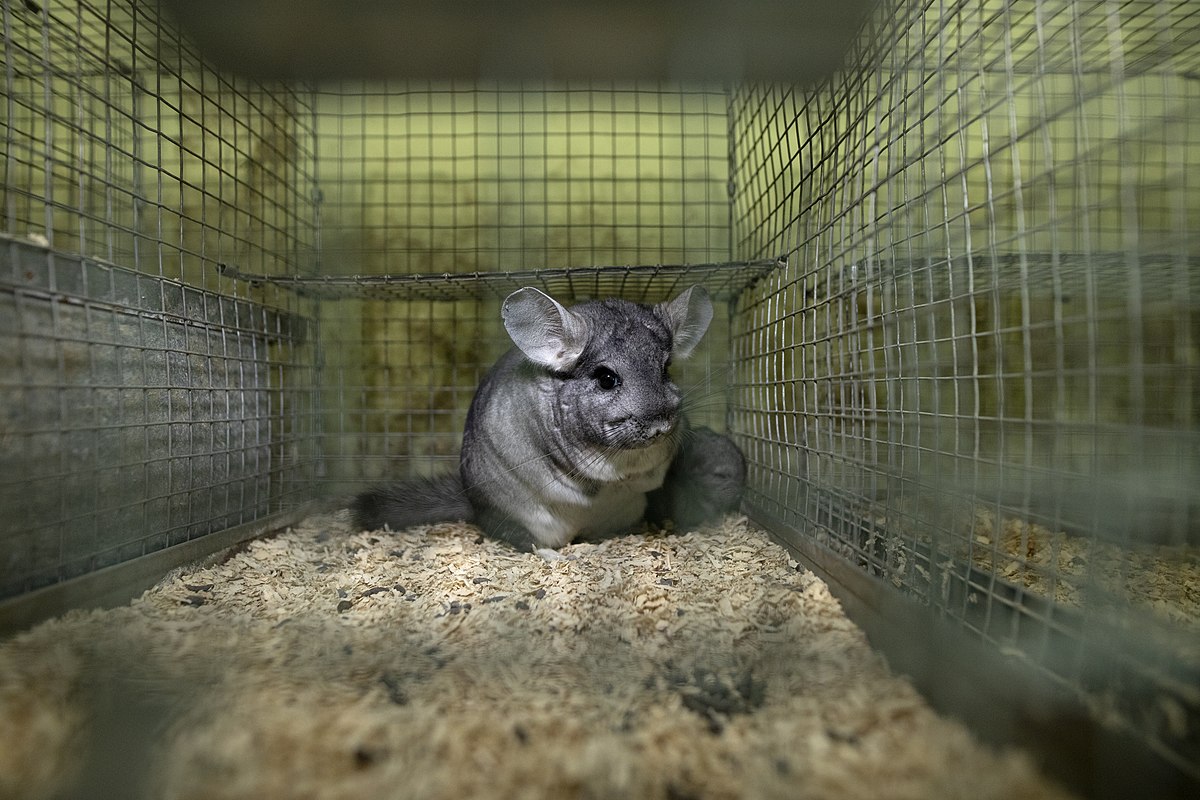 Can Chinchillas See In The Dark