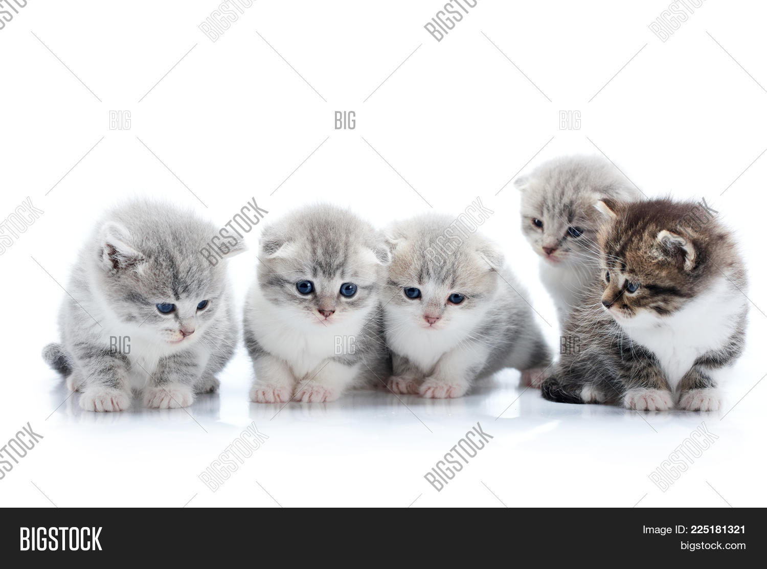 Four Little Grey Image & Photo (Free Trial) | Bigstock