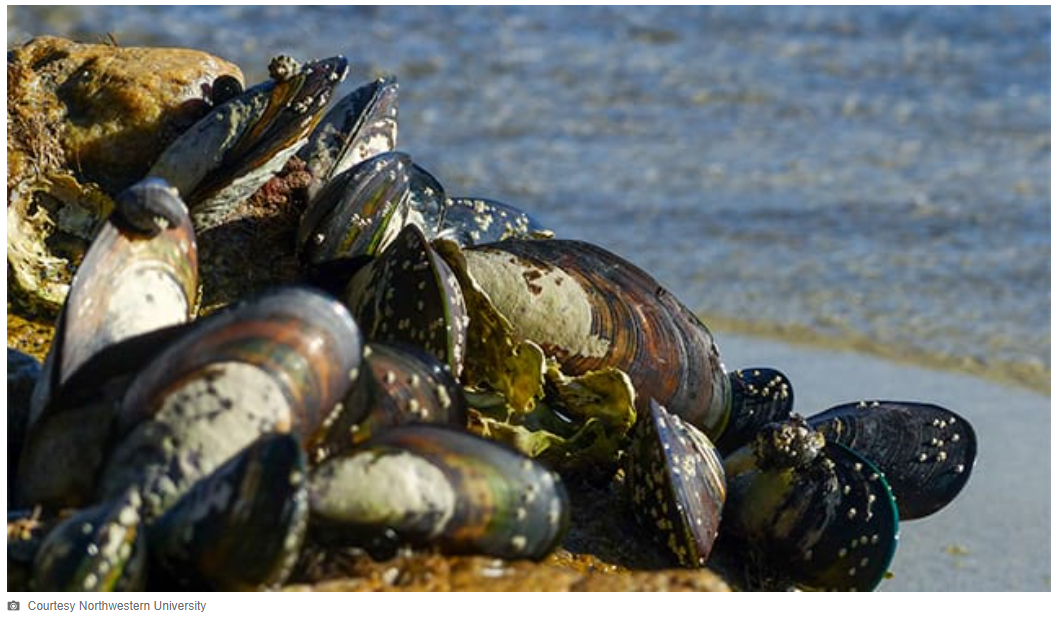 A picture containing mussel, invertebrate, mollusk, different

Description automatically generated