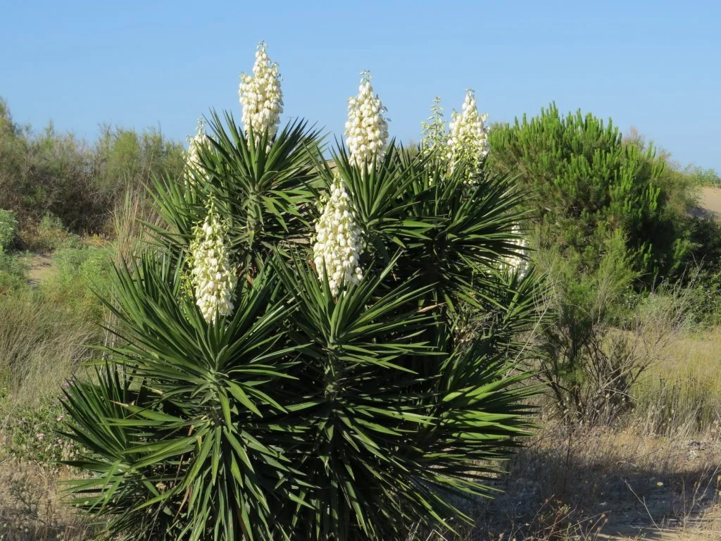 Spanish Bayonet (Yucca aloifolia)