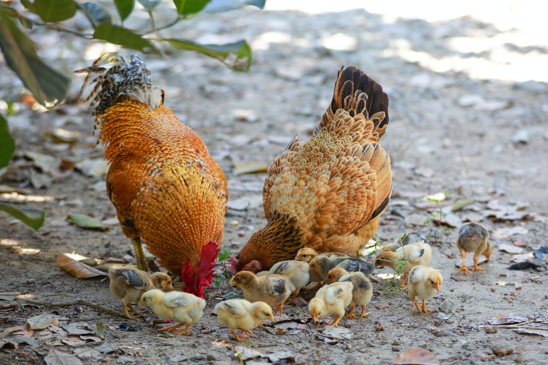 Chicks and Roosters