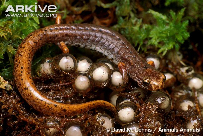 Four-toed-salamander-with-eggs.jpg
