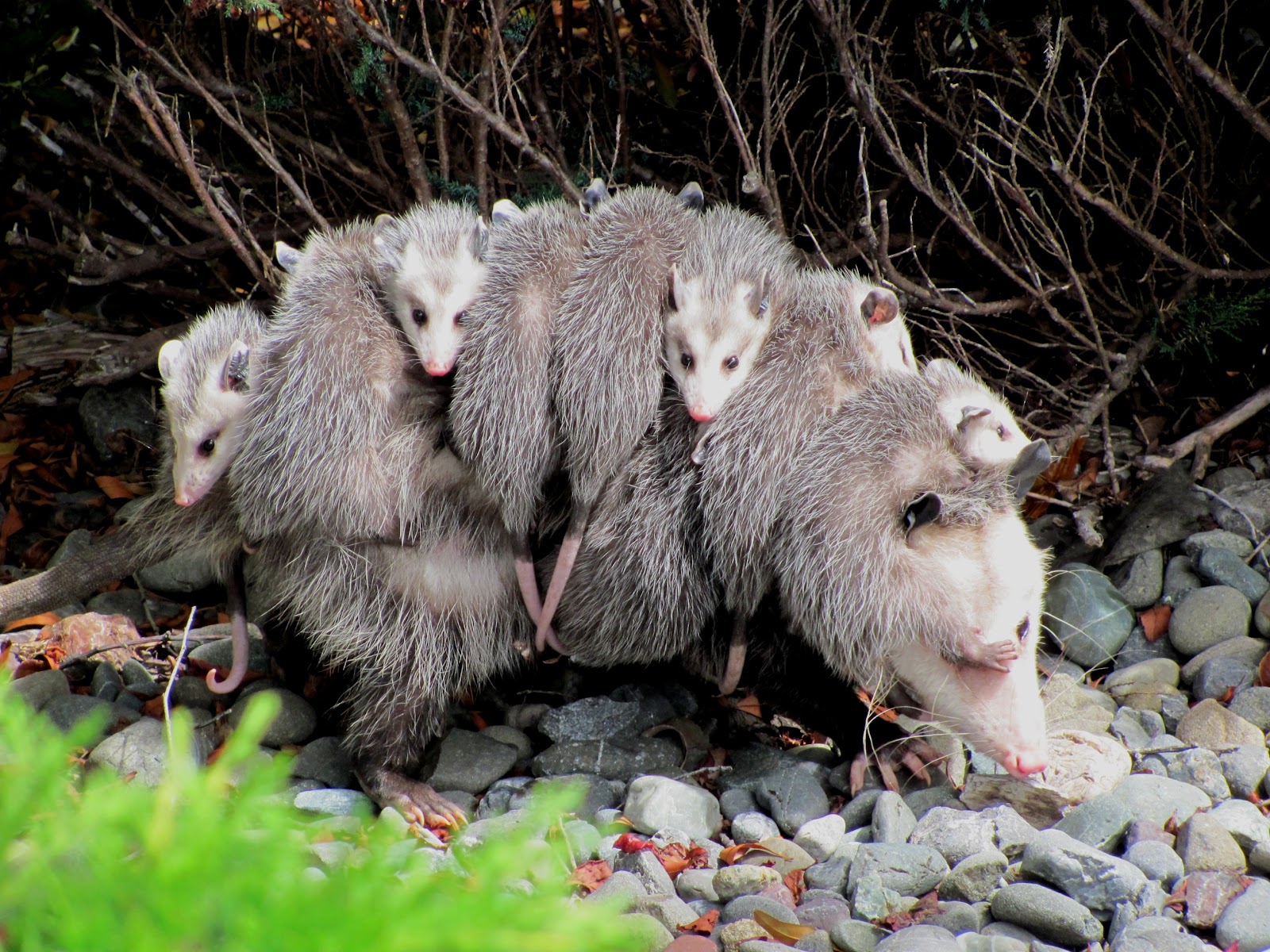 Image result for possums eating birds